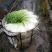 水芹菜种苗15~30cm