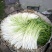 水芹菜种苗15~30cm