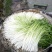 水芹菜种苗15~30cm
