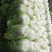矮颗黄芯大白菜2-5斤净菜