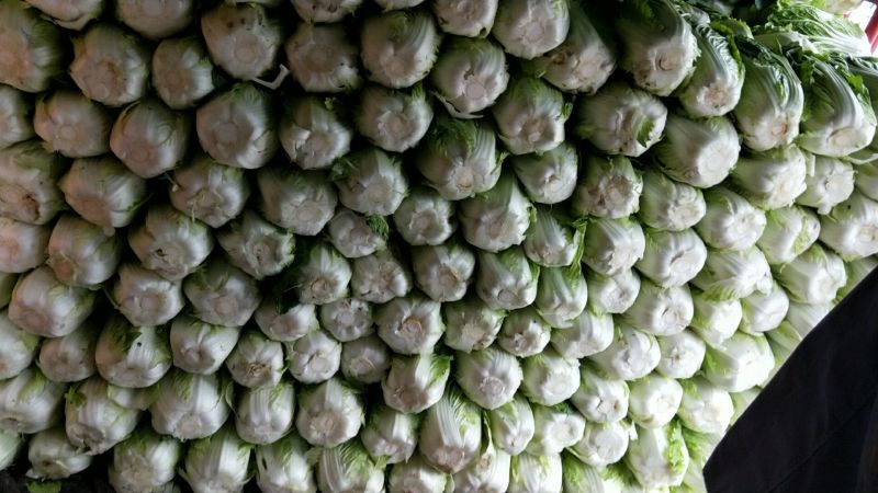 矮颗黄芯大白菜2-5斤净菜
