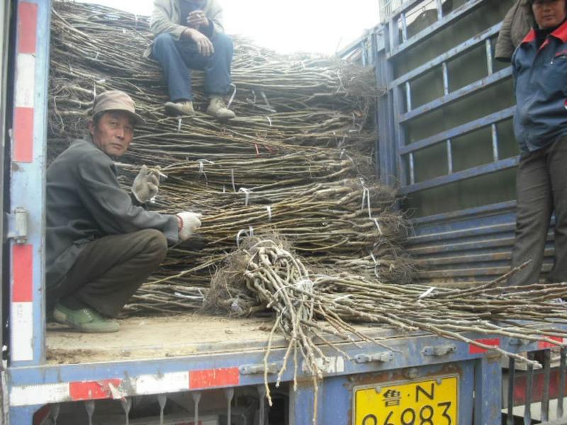 香玲核桃苗50~100cm1~2年