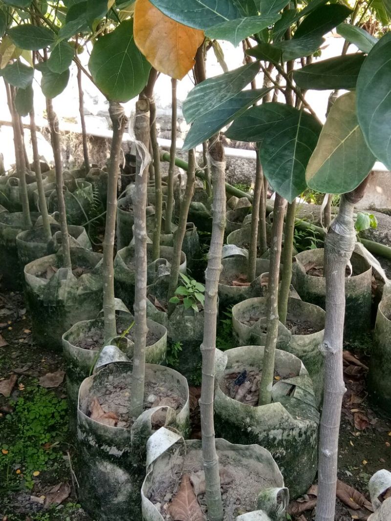 各种不同规格营养杯苗。菠萝蜜苗稿接树
