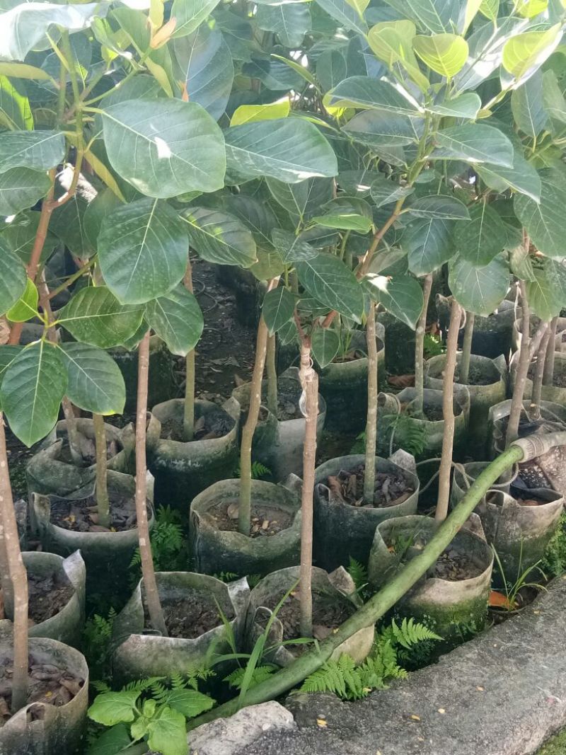 各种不同规格营养杯苗。菠萝蜜苗稿接树