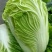 秦白2号白菜净菜4~6斤