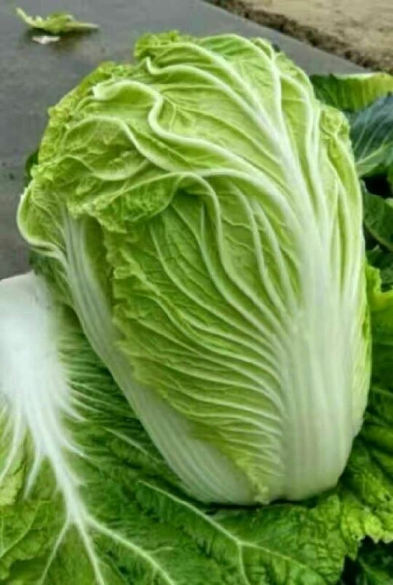 秦白2号白菜净菜4~6斤