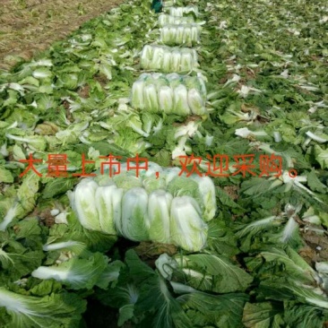 秦白2号白菜净菜4~6斤