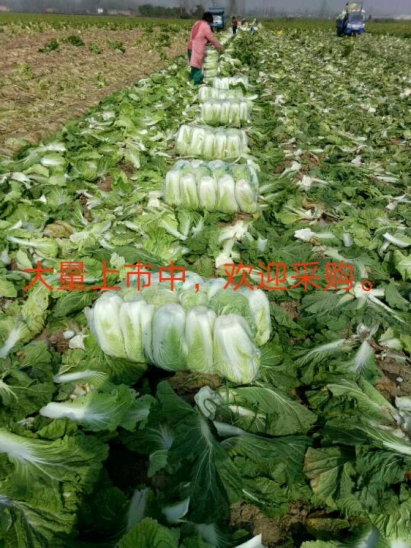 秦白2号白菜净菜4~6斤