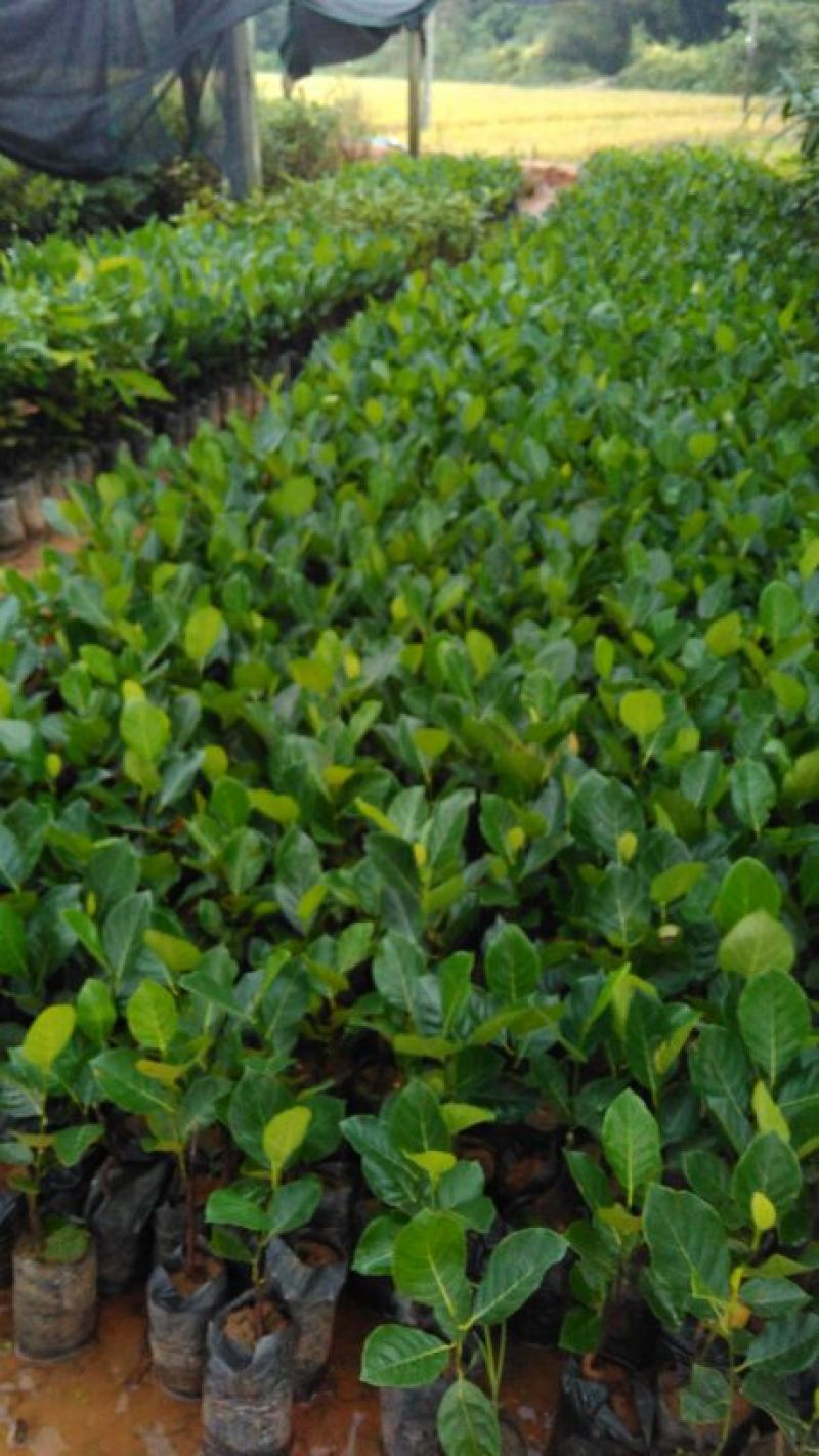 菠萝蜜苗稿接树