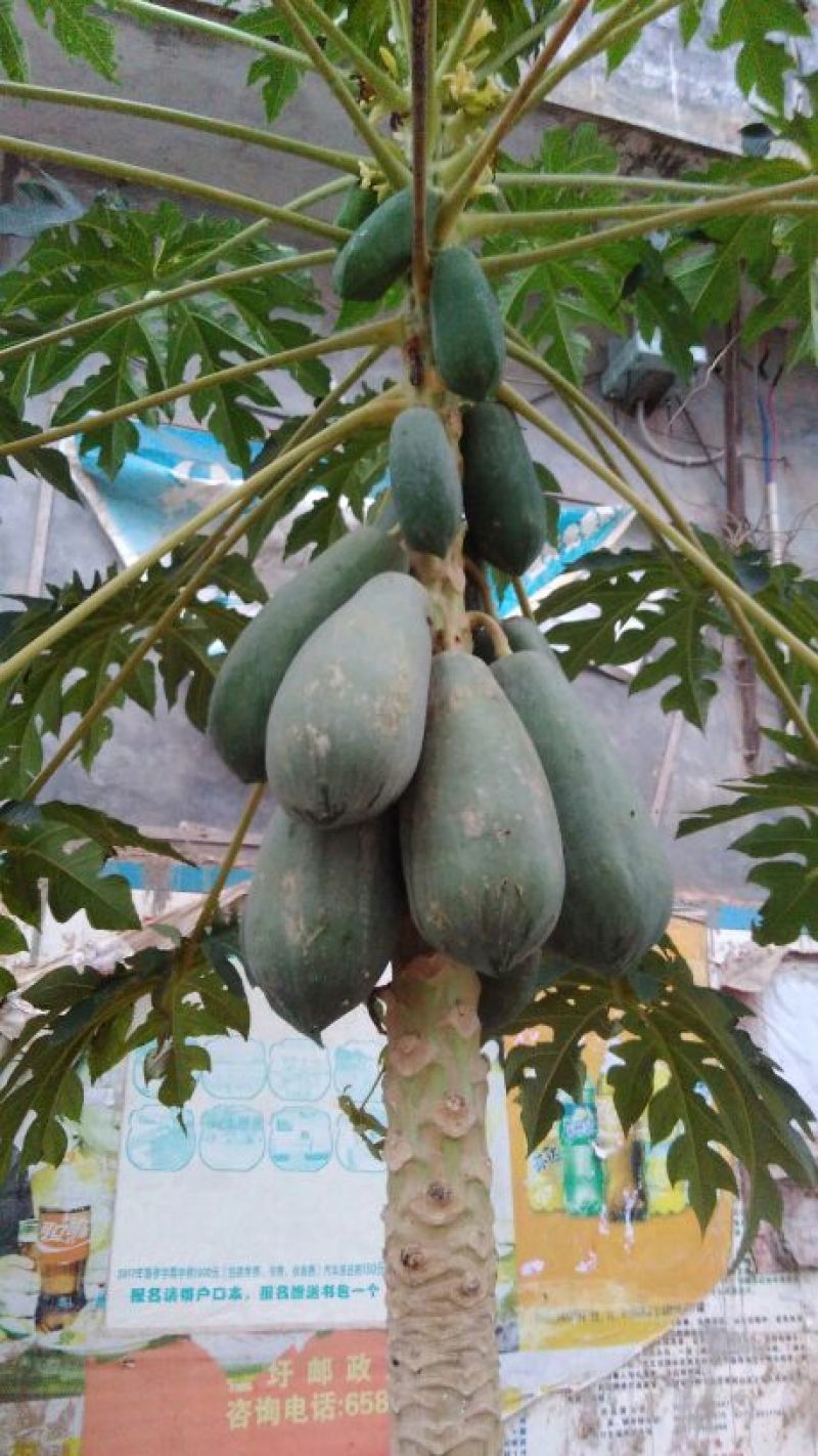 木瓜树苗20~30cm