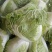大白菜4~6斤净菜，个头均匀，颜色绿，