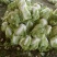 大白菜4~6斤净菜，个头均匀，颜色绿，