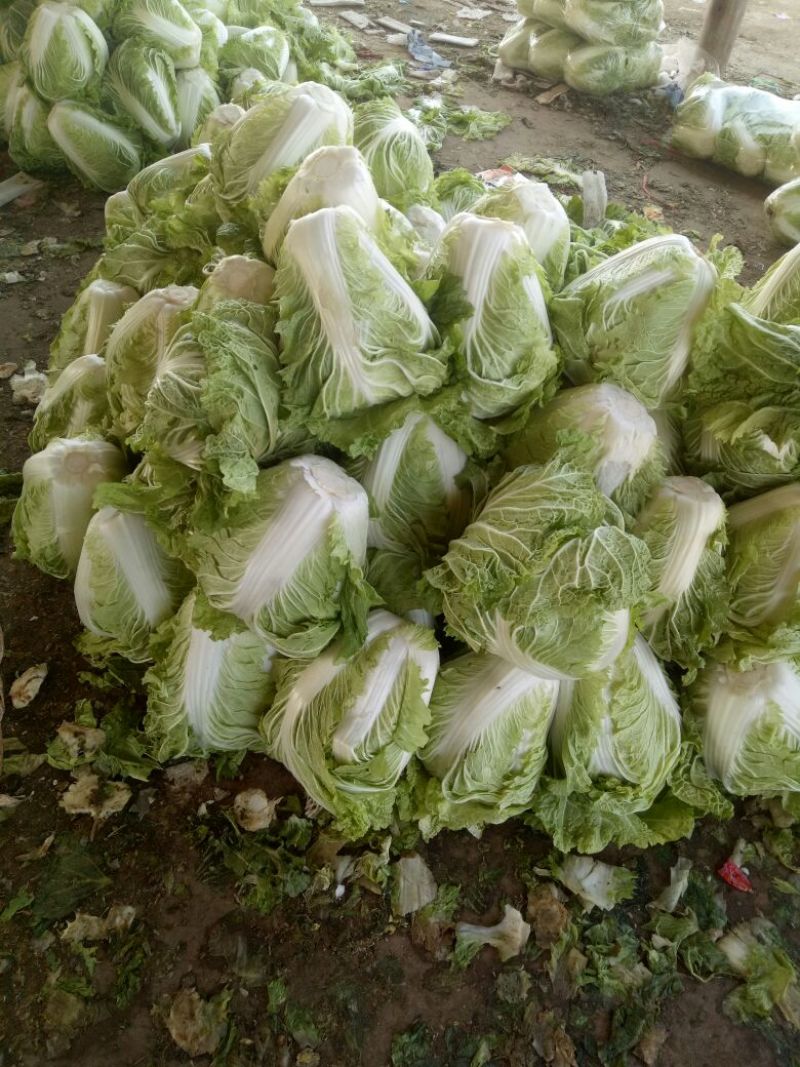 大白菜4~6斤净菜，个头均匀，颜色绿，