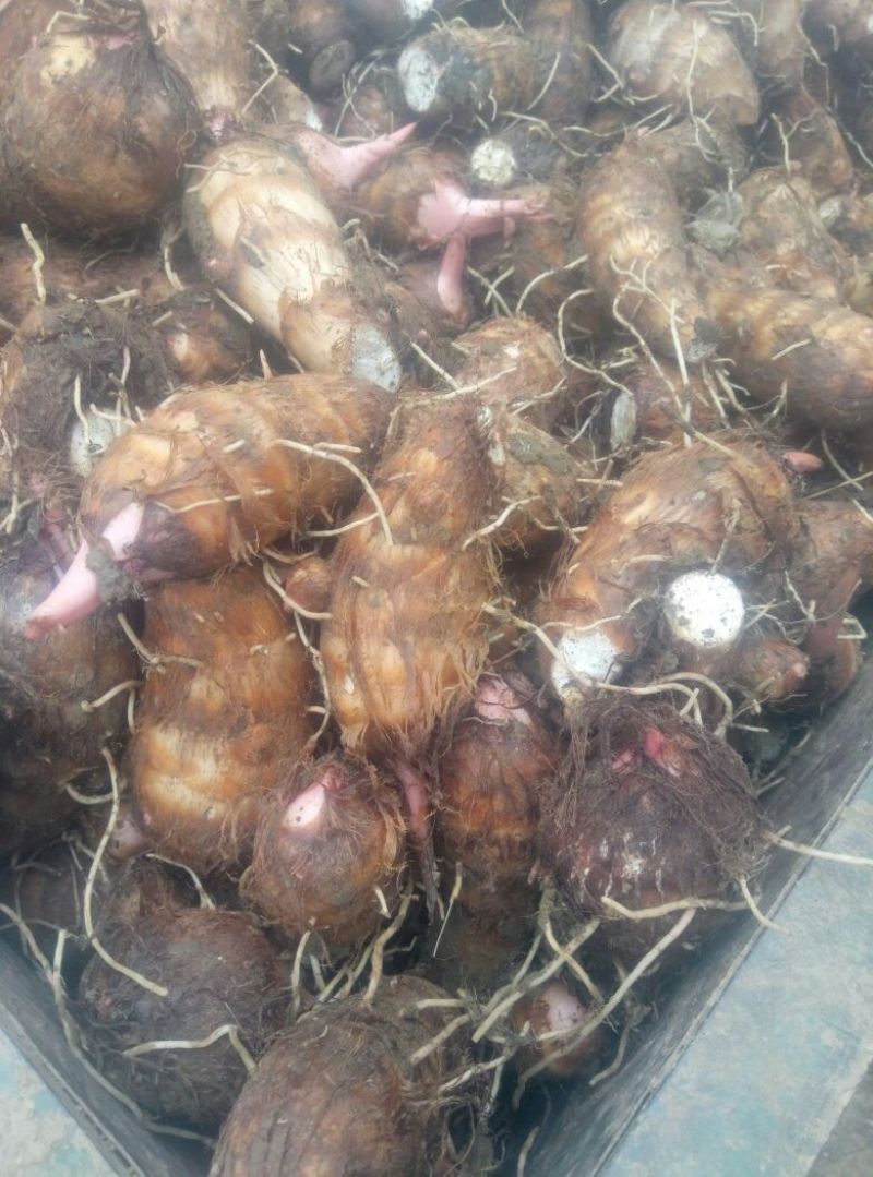 【好货】芋头精品红芽芋3厘米以上产地直发量大从优