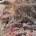 巨峰葡萄苗30~50cm1年苗圃现挖包成活率