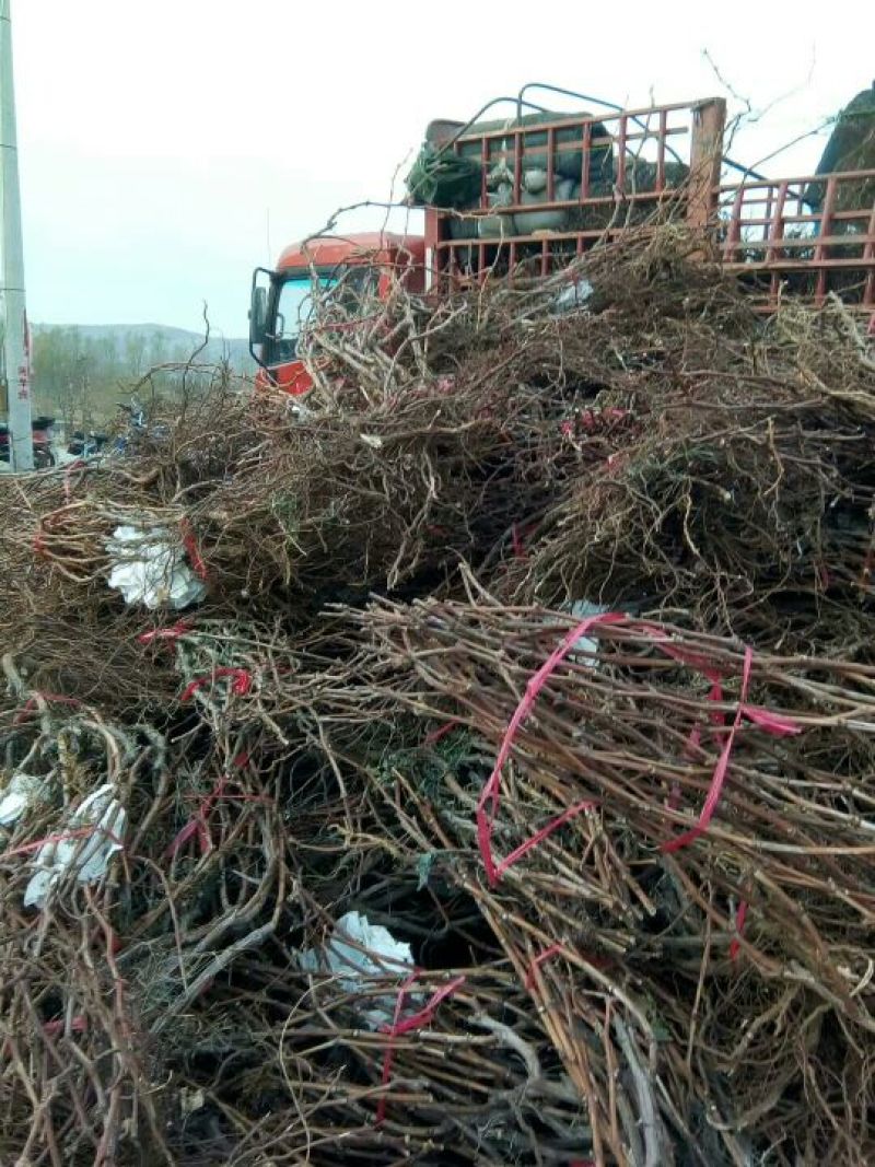 巨峰葡萄苗30~50cm1年苗圃现挖包成活率