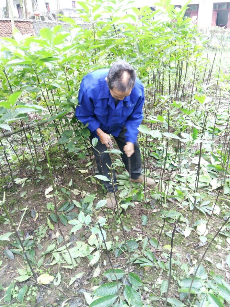 吴茱萸苗80cm以上