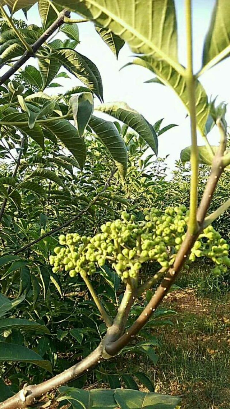 吴茱萸苗80cm以上