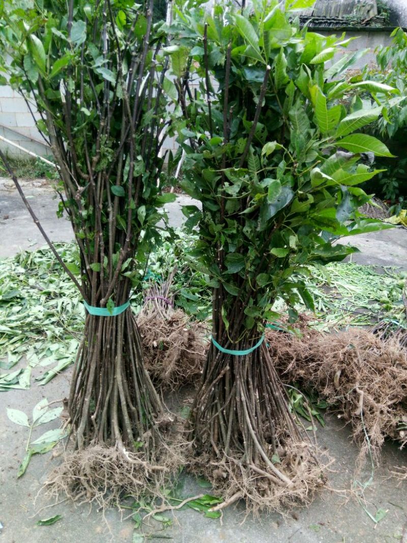 吴茱萸苗80cm以上