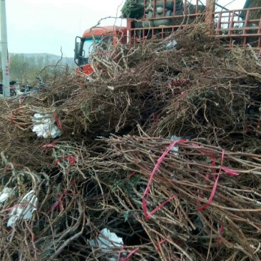 夏黑葡萄苗30~50cm1年苗圃现挖现发包成活