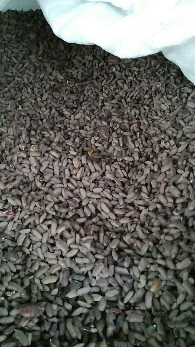 土元卵土元卵，芝麻虫，防跑（免费传授养殖技术，回收土）
