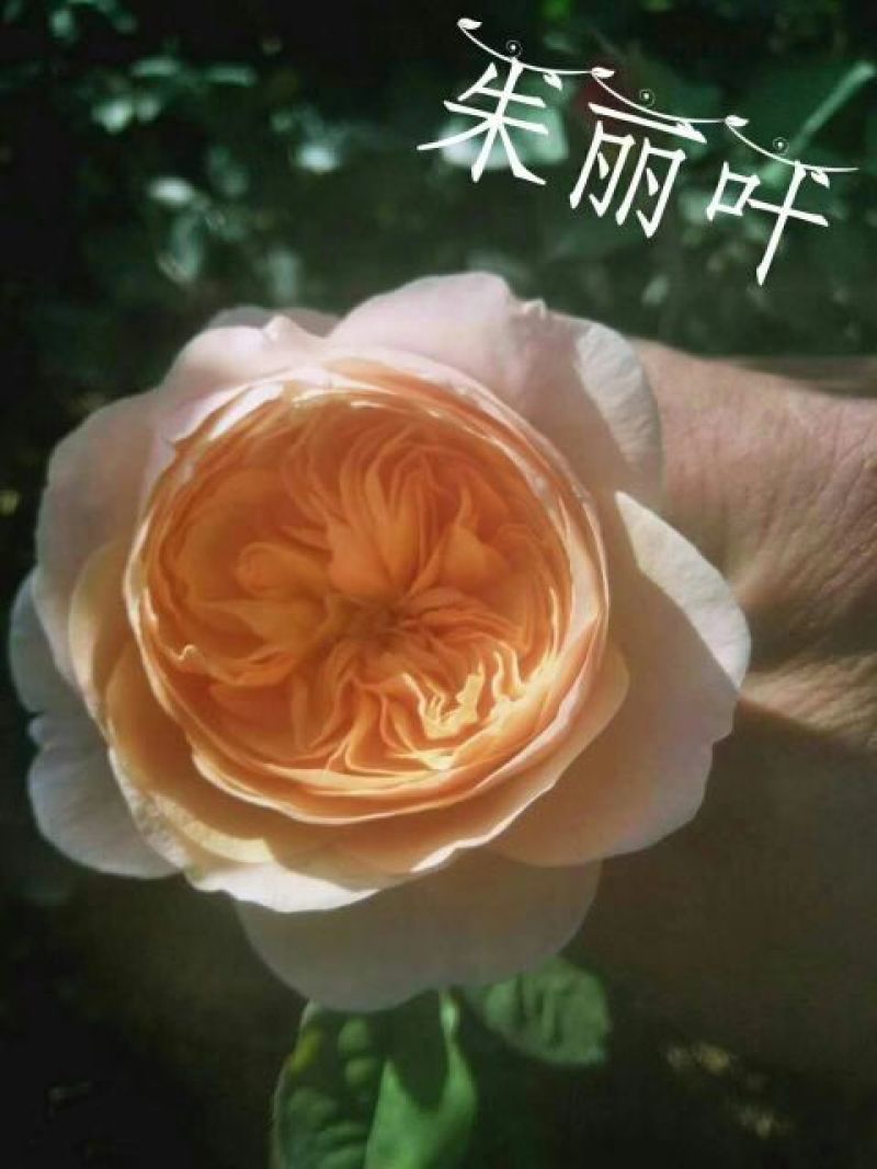 玫瑰花80~100cm