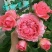 玫瑰花80~100cm