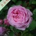 玫瑰花80~100cm