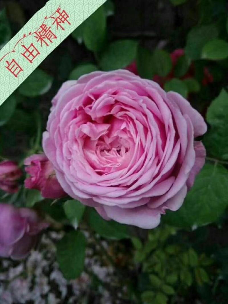 玫瑰花80~100cm