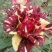 玫瑰花80~100cm