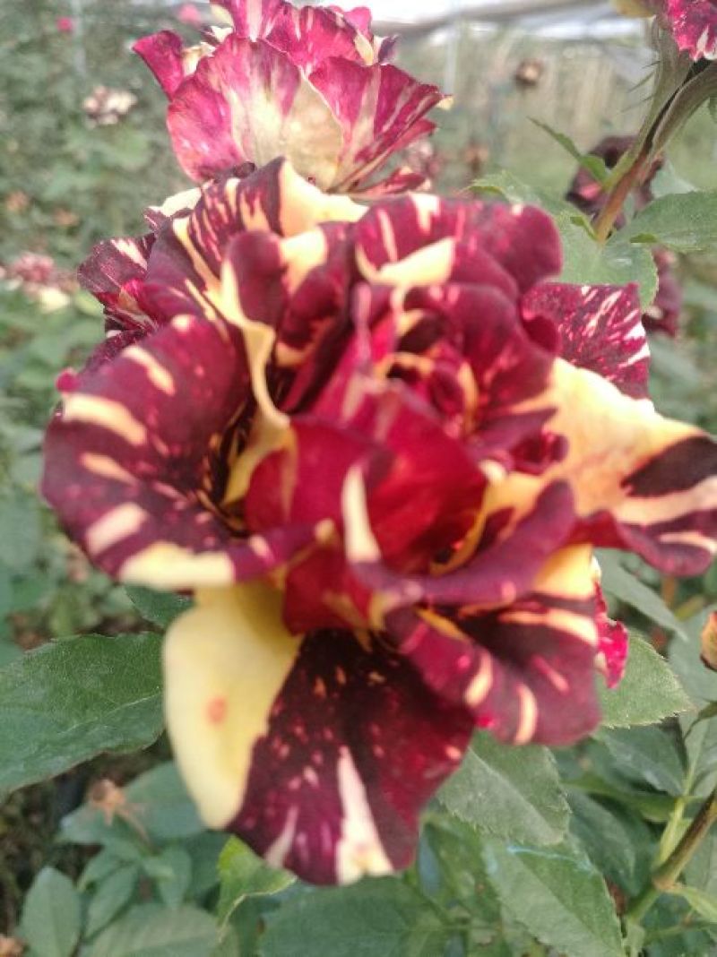 玫瑰花80~100cm