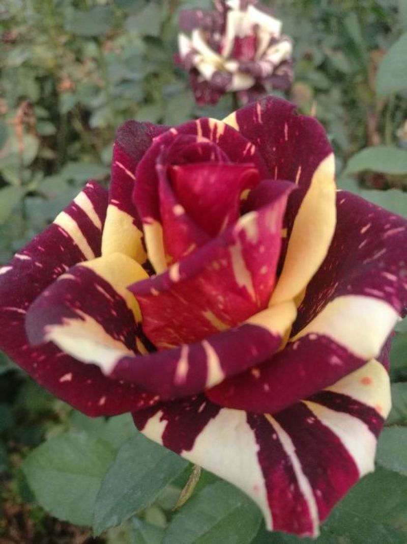 玫瑰花80~100cm