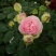 玫瑰花80~100cm
