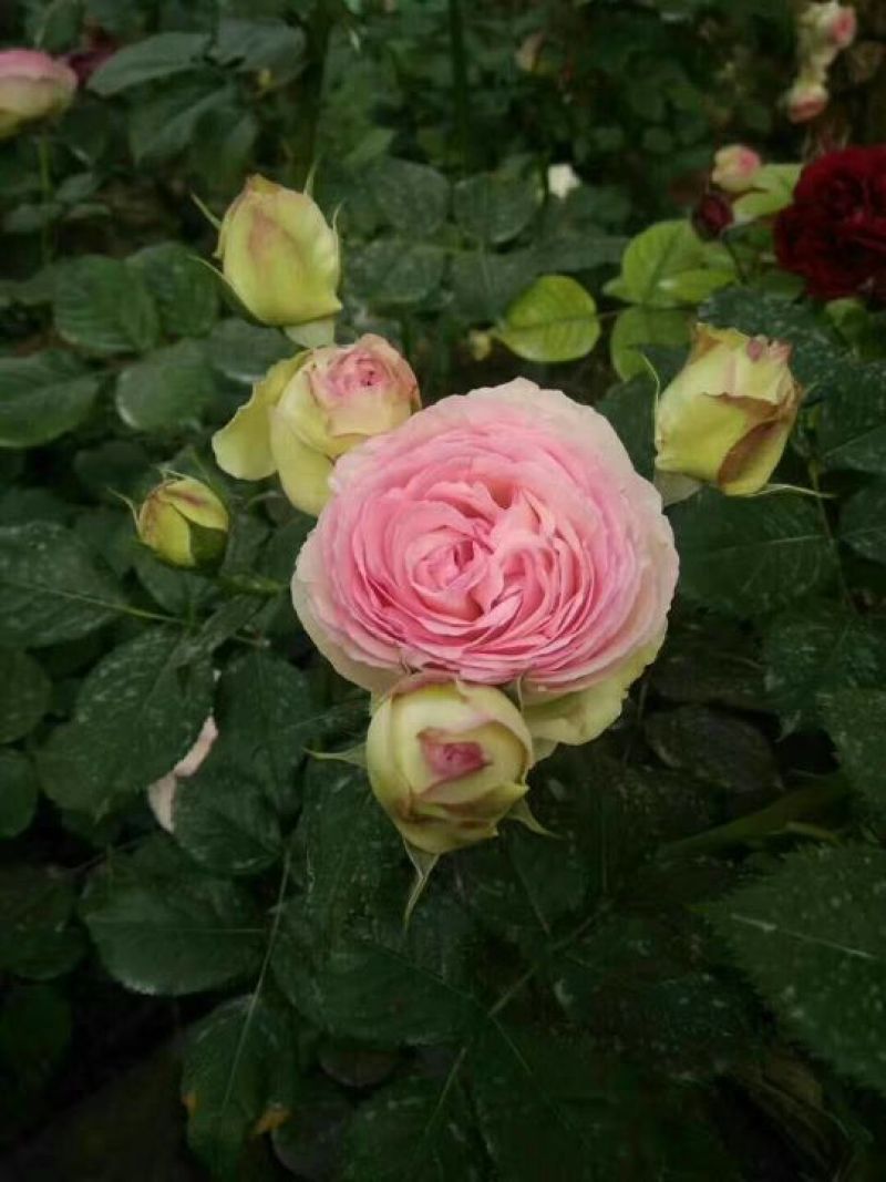 玫瑰花80~100cm