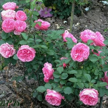 玫瑰花80~100cm