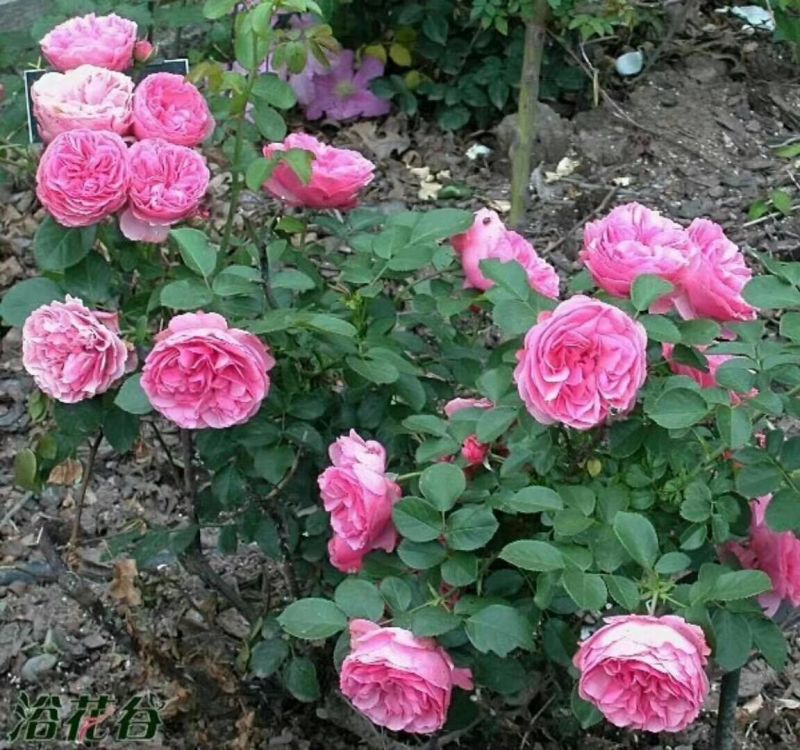 玫瑰花80~100cm