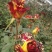 玫瑰花80~100cm
