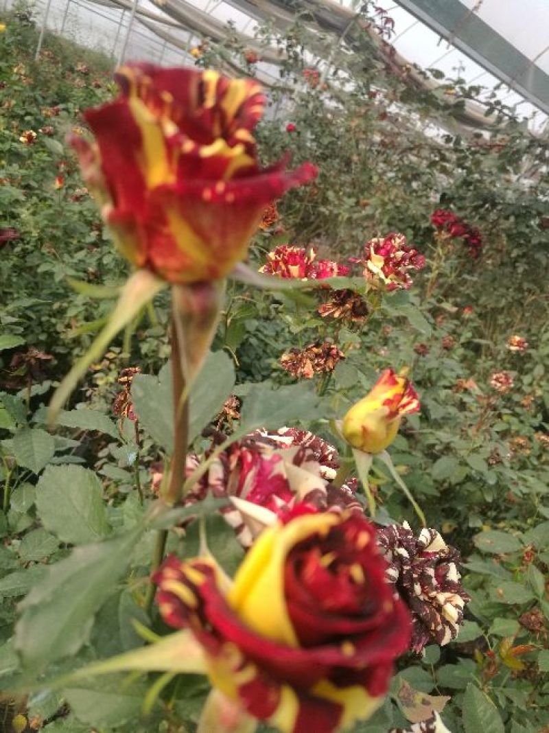 玫瑰花80~100cm