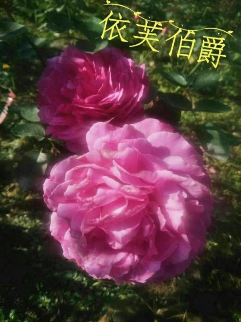 玫瑰花80~100cm