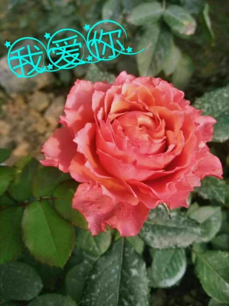 玫瑰花80~100cm