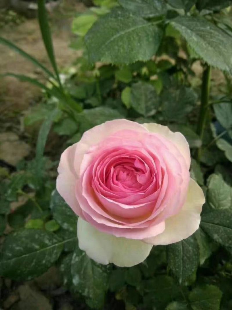 玫瑰花80~100cm