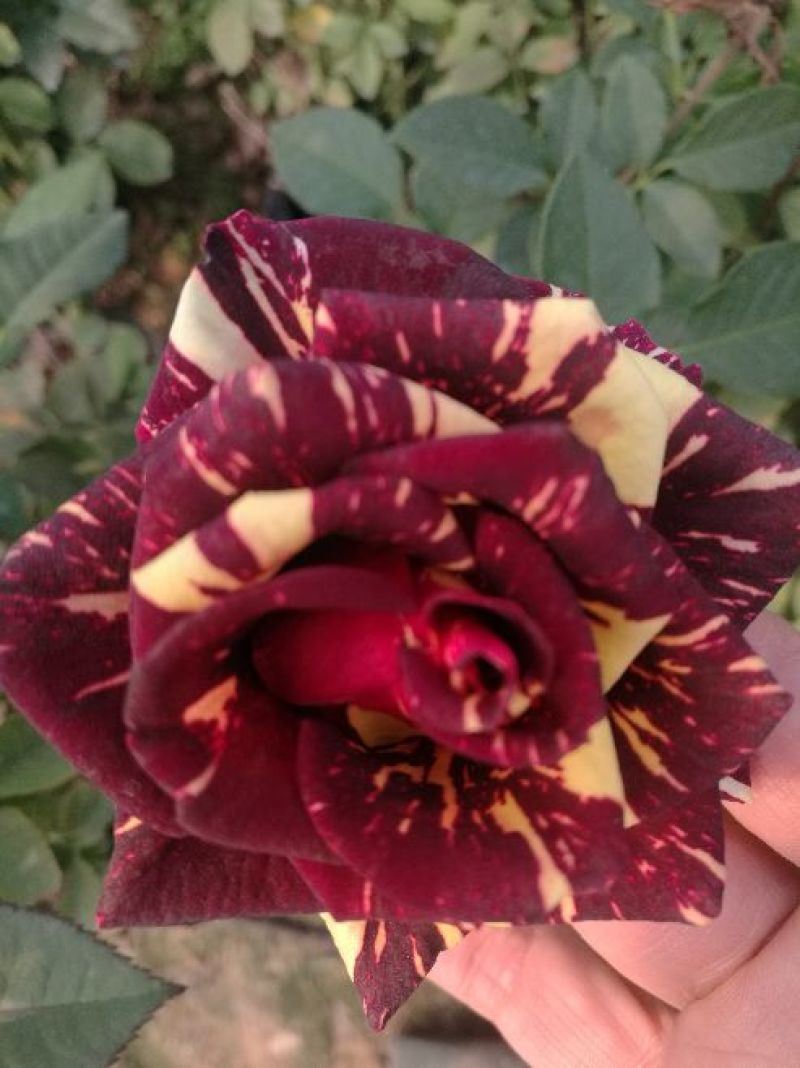 玫瑰花80~100cm