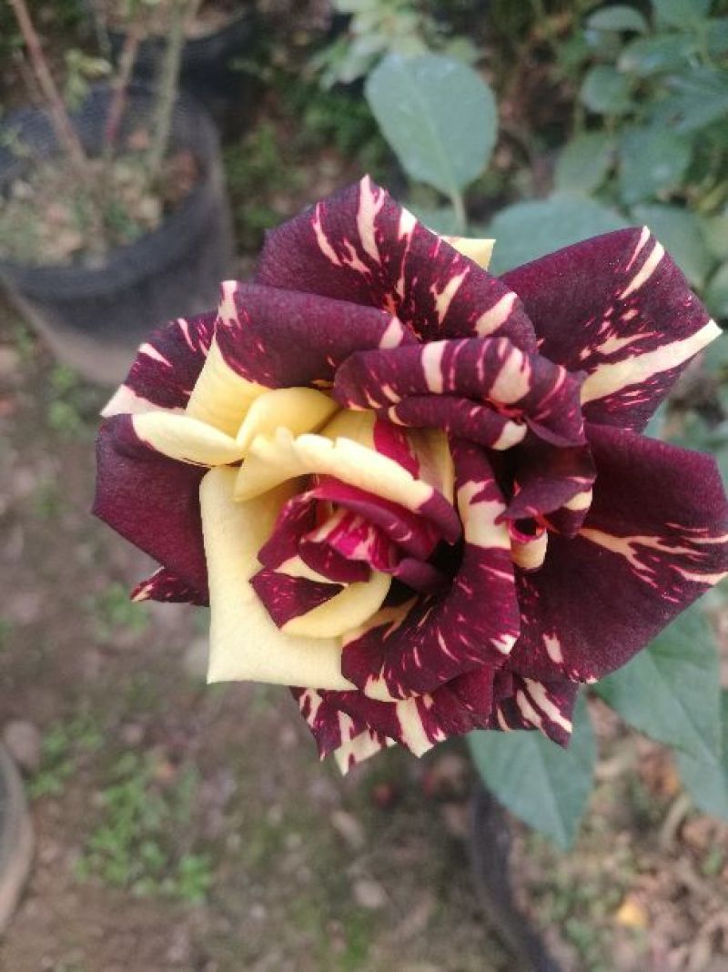 玫瑰花80~100cm