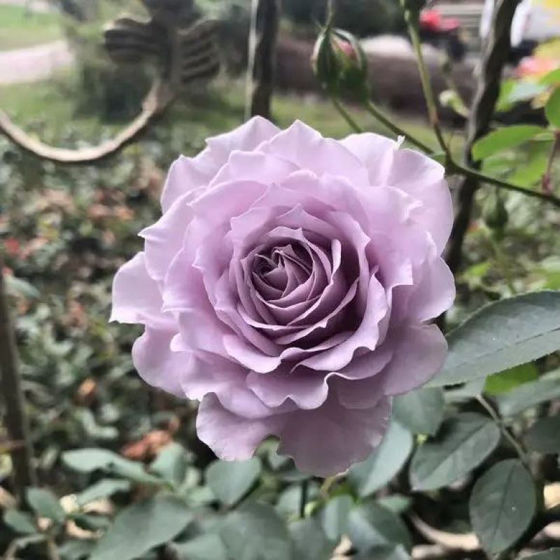 玫瑰花80~100cm
