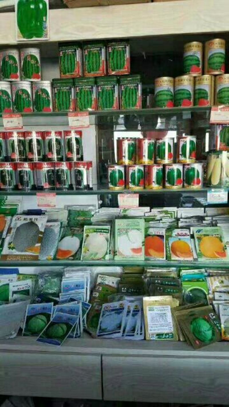 甜瓜种子
