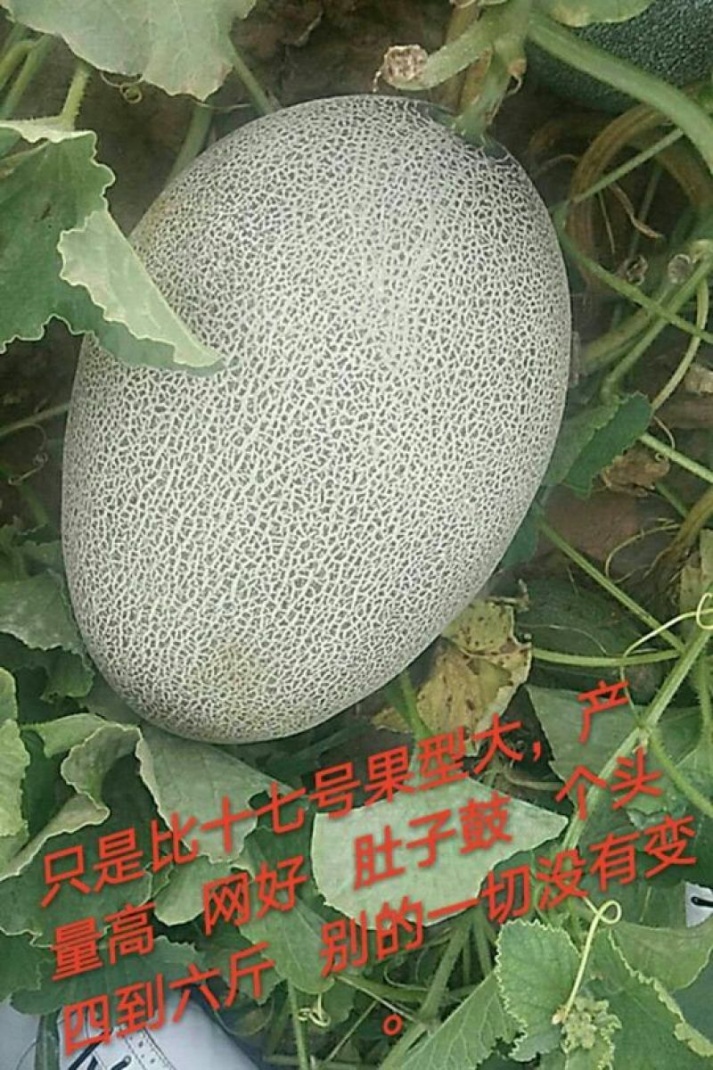 甜瓜种子