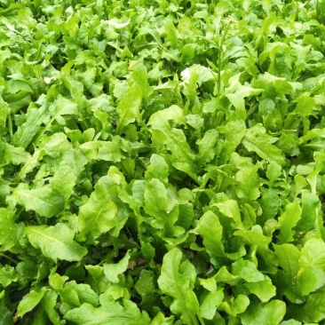 荠菜10cm以上