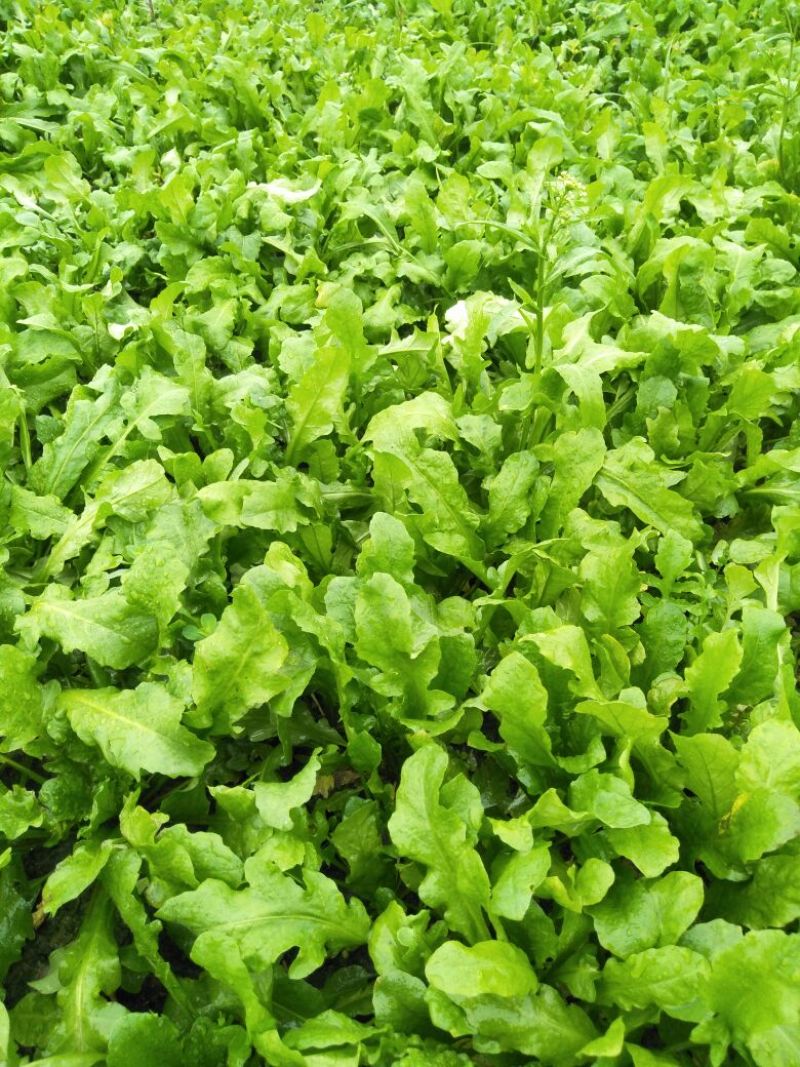 荠菜10cm以上