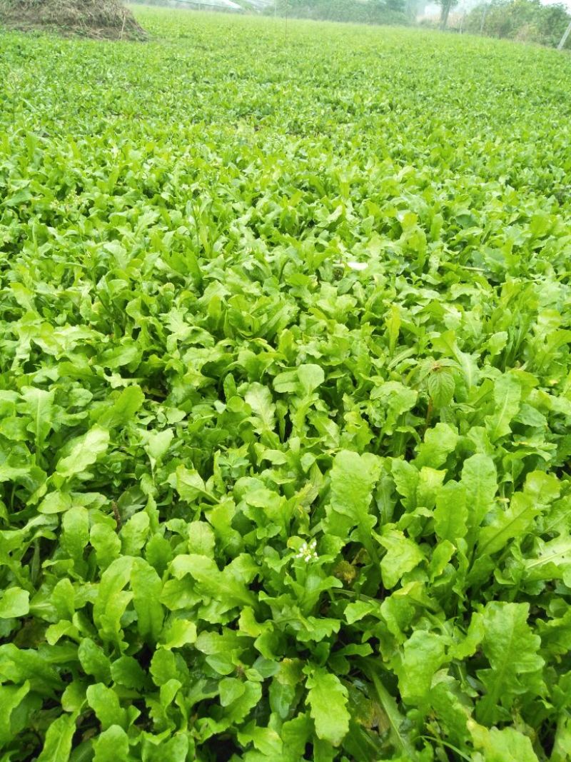 荠菜10cm以上