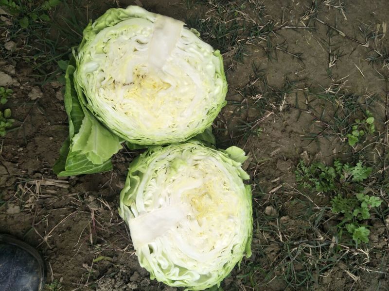 圆包菜1~2公斤通货